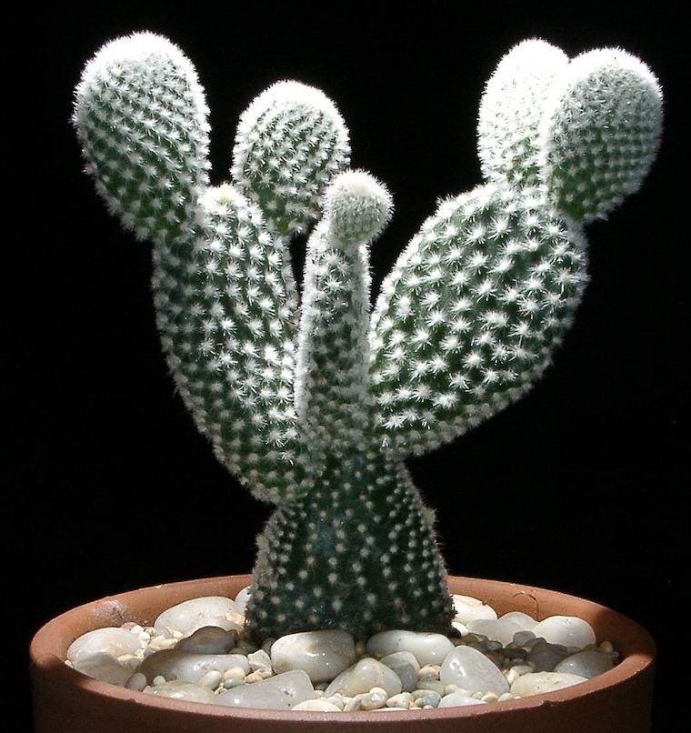 succulents safe for cats: Opuntia Prickly Pear