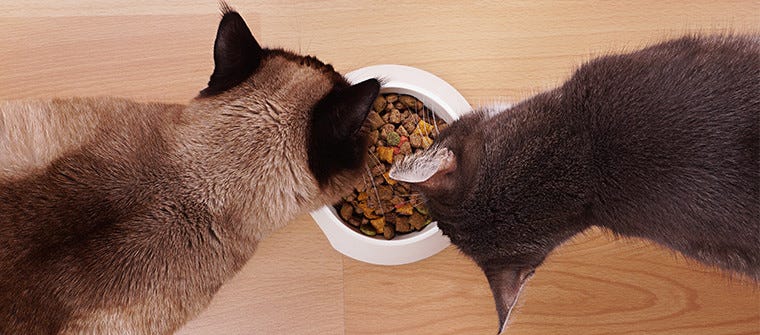 Can Cats Be Vegan? No – Here’s Why