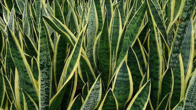 are succulents poisonous to cats? Sansevieria Snake Plant is