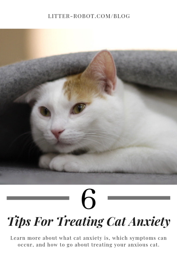 orange and white anxious cat hiding under a blanket - 6 tips for treating cat anxiety