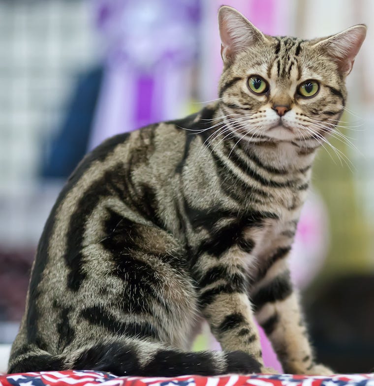 American Shorthair is a best mouser cat