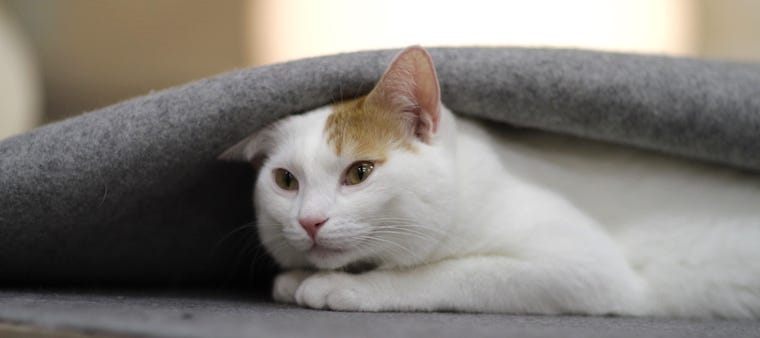 6 Tips for Treating Cat Anxiety | Learn more on Litter-Robot Blog