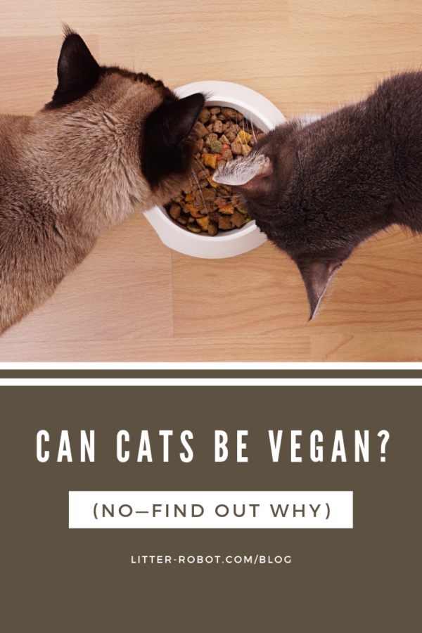 two cats eating dry kibble - can cats be vegan? no