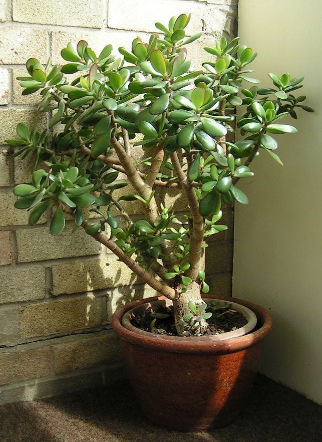 Is Jade Plant Toxic To Cats 