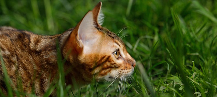Why Felines Are Considered Apex Predators