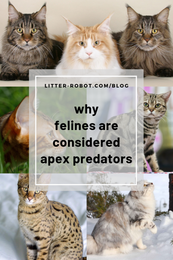 why felines are considered apex predators