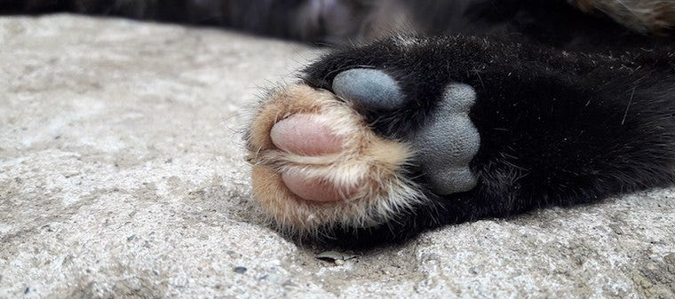 why do puppy paws turn black