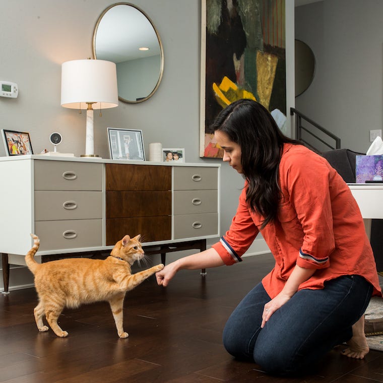 brunette female pet sitter bumping paw of orange tabby cat inside home