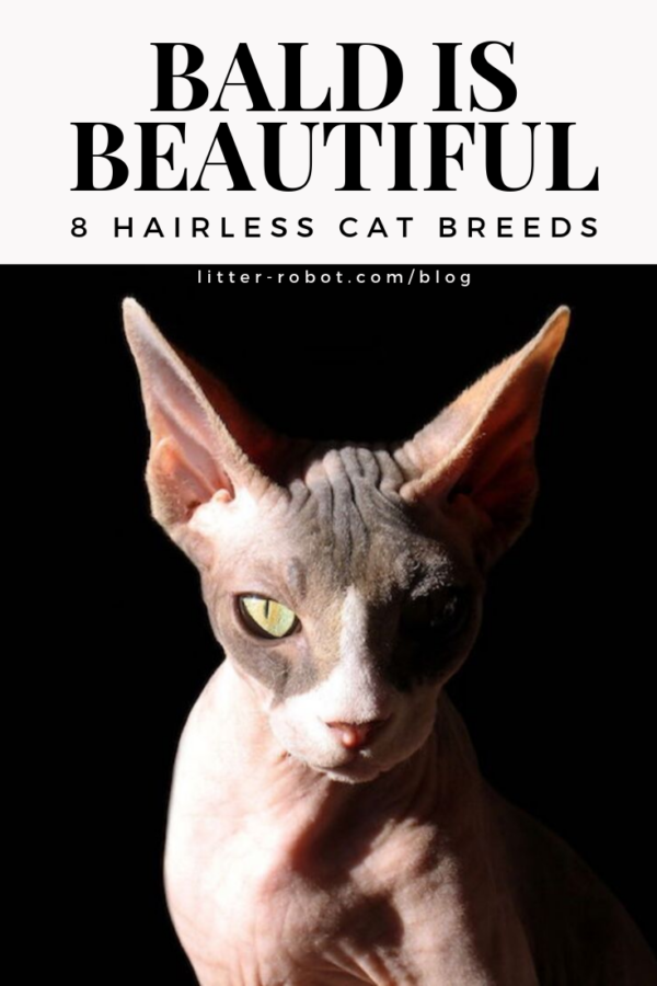 Sphynx cat - bald is beautiful - 8 hairless cat breeds