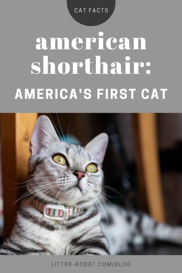 American Shorthair: America's first cat