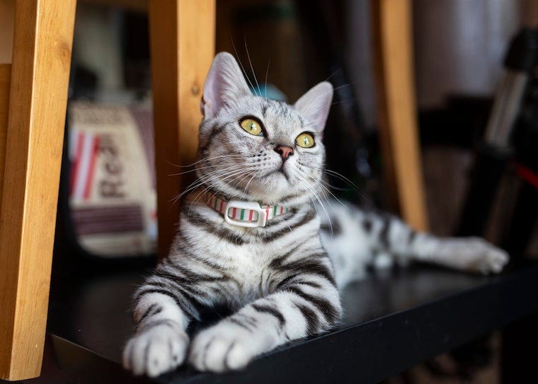 American Shorthair cat with a collar