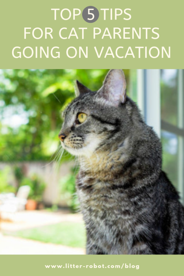 tabby cat looking out the window - top 5 tips for cat parents going on vacation - pet sitters