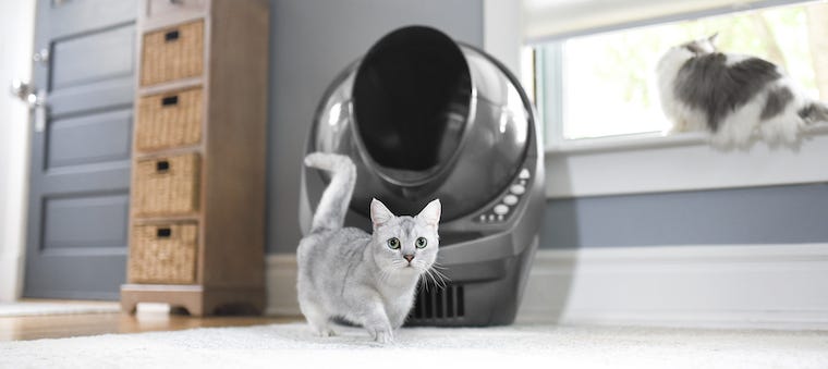 munchkin cat in front of self-cleaning litter box