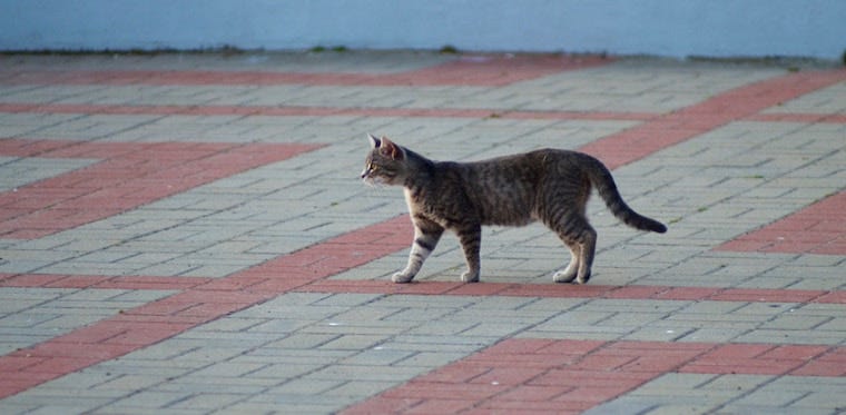 Tabby cat with visible primordial pouch walking on concrete
