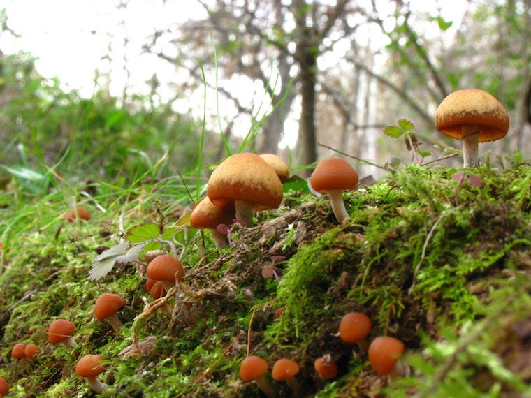autumn skullcap mushrooms