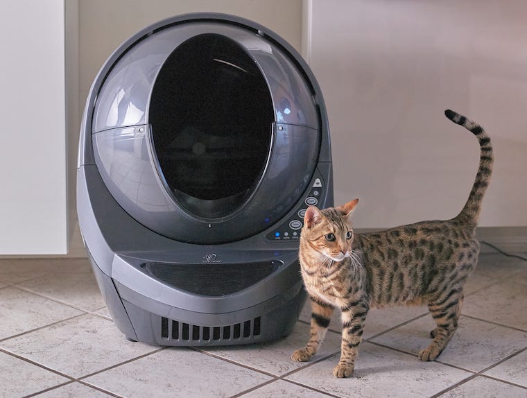 Grey Litter-Robot and Bengal cat with primordial pouch