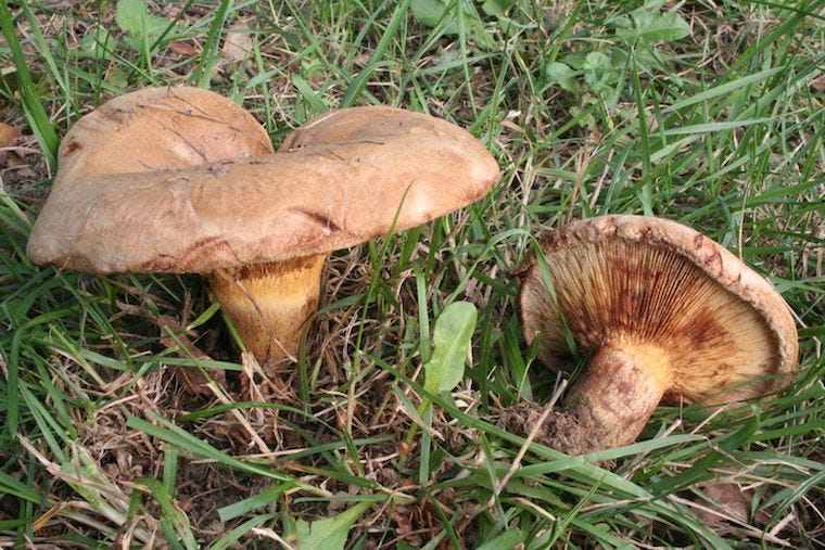 brown roll-rim mushrooms