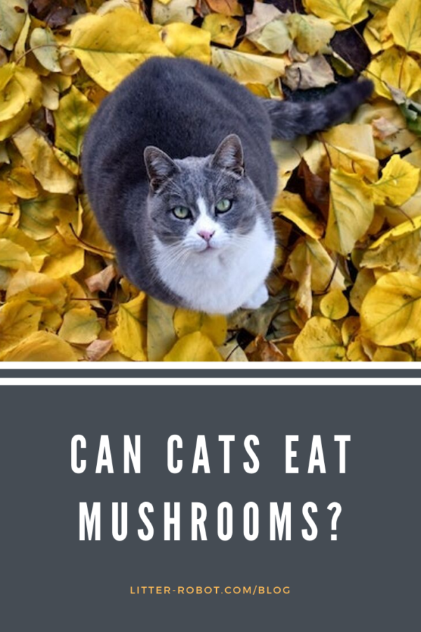 grey and white cat sitting in yellow leaves; can cats eat mushrooms?