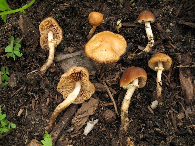 conocybe filaris mushrooms