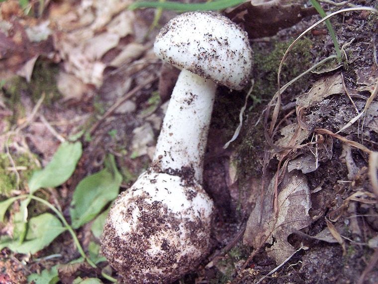 fool's mushroom
