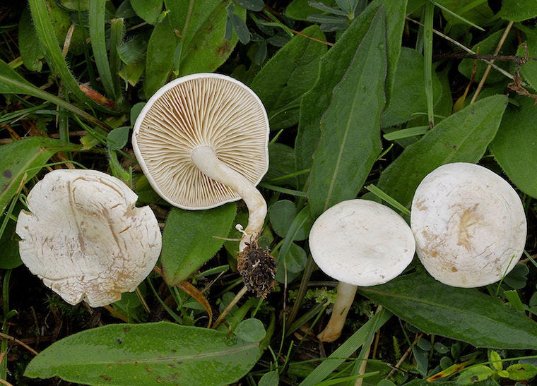 ivory funnel mushrooms