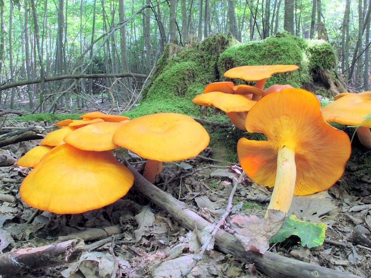 jack-o'-lantern mushrooms