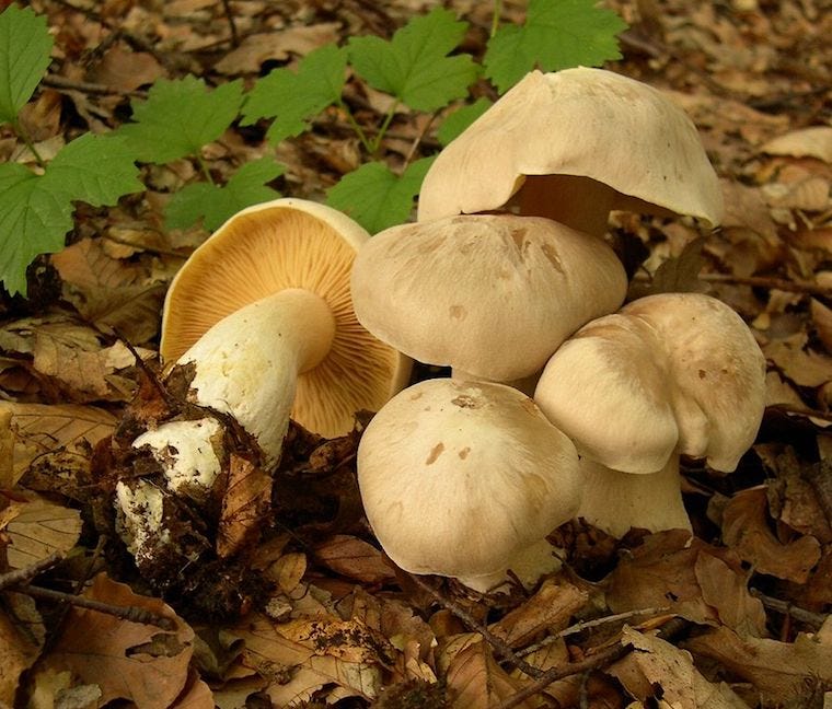 livid agaric mushrooms