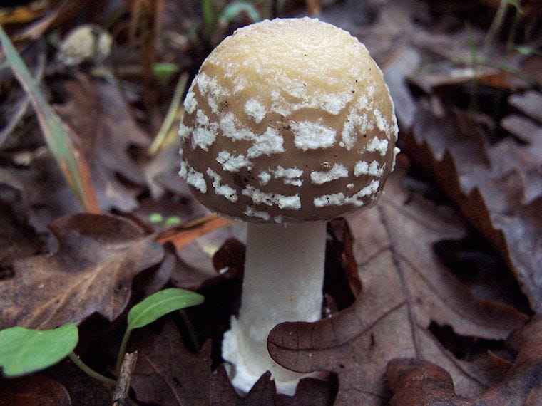 panther cap mushrooms