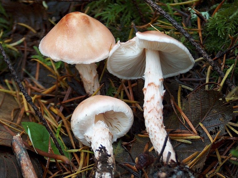 deadly parasol mushrooms