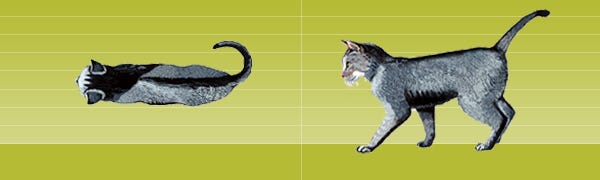 Purina Body Condition Score - an ideal cat weight graphic