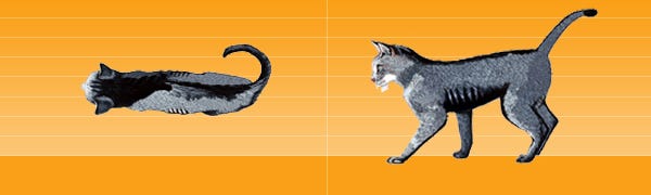 Purina Body Condition Score - an underweight cat graphic