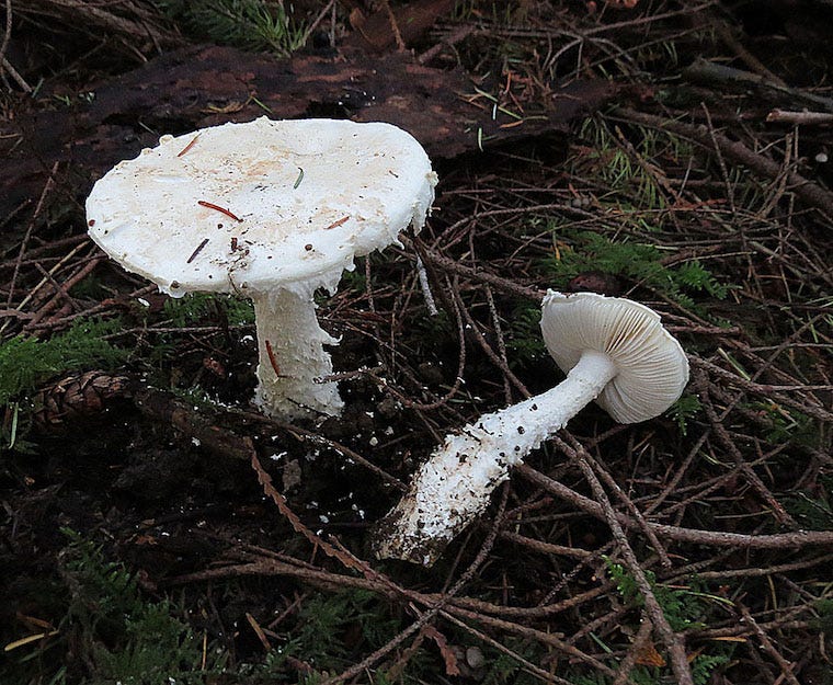 smith's lepidella mushrooms