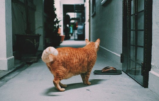 Obese orange tabby cat with visible primordial pouch in hallway