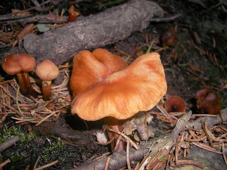 deadly webcap mushrooms