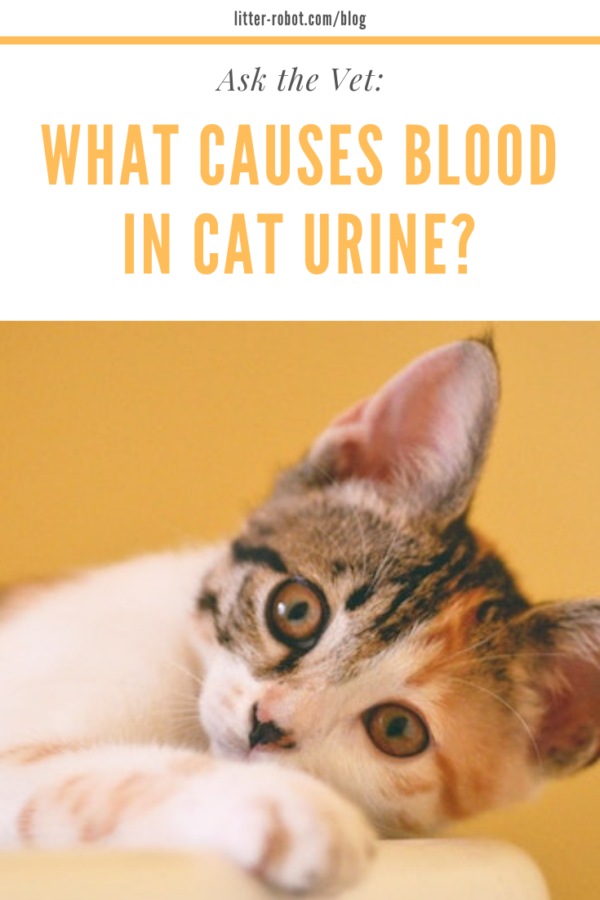 what causes blood in cat urine? tabby cat lying on side
