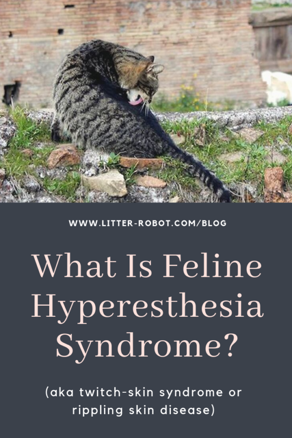 black tabby licking flank outside; what is feline hyperesthesia syndrome?