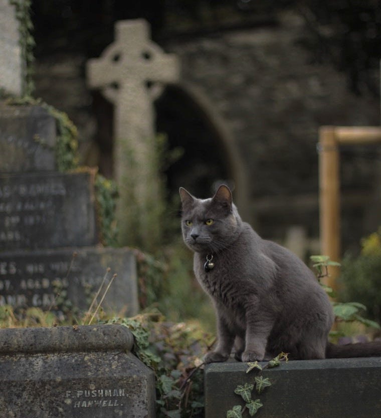grey cat in a cemetery