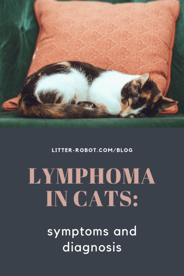 calico cat sleeping on a green chair with peach pillow; lymphoma in cats