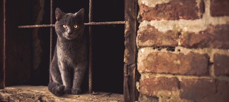 The Most Bizarre Cat Superstitions