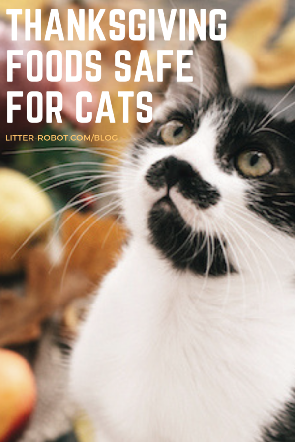 Which Thanksgiving Foods Are Safe For Your Cat To Eat?