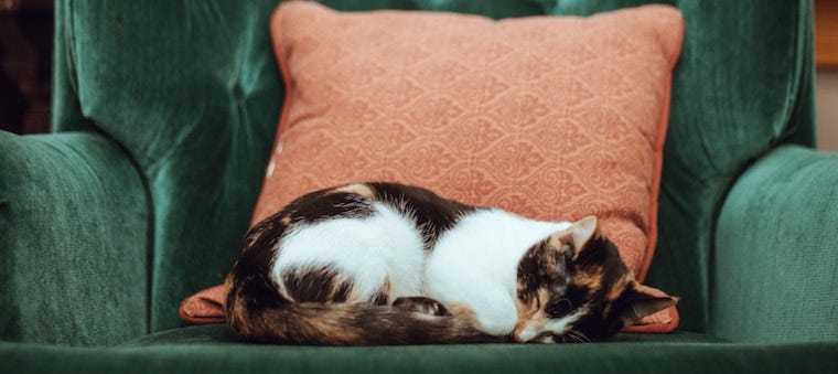 calico cat sleeping on green armchair