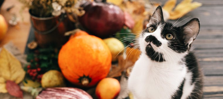 Thanksgiving Foods Safe for Cats