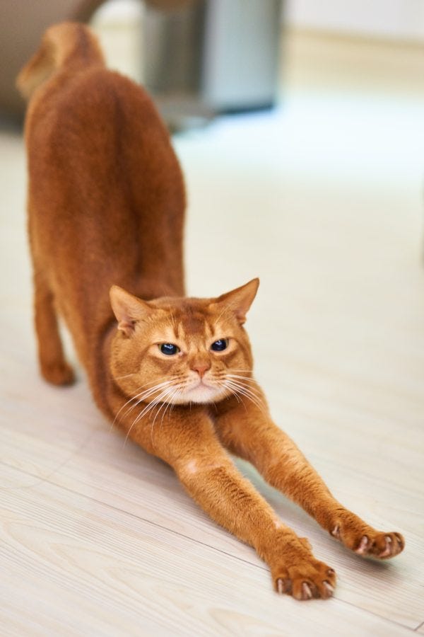 Orange Abyssinian cat stretching with butt straight up in the air - why do cats butt their butt in your face?