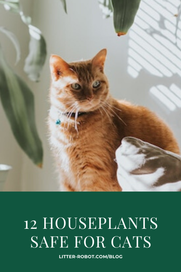 orange tabby sitting by a houseplant in the sun; 12 houseplants safe for cats