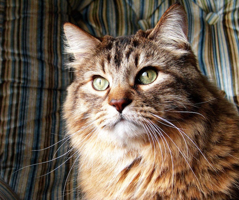 Norwegian Forest cats with ear tufts and cat ear furnishings