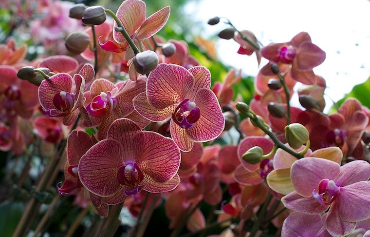 Orchids - houseplants safe for cats