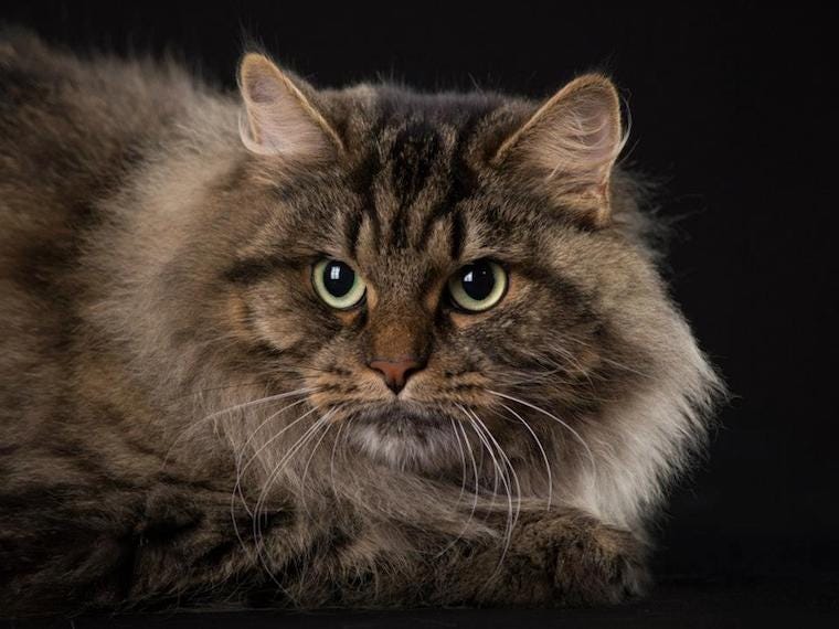 Siberian cats with ear tufts and cat ear furnishings