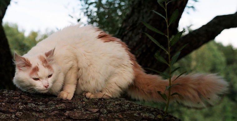 Turkish Angora and Turkish Van cats with ear tufts and cat ear furnishings