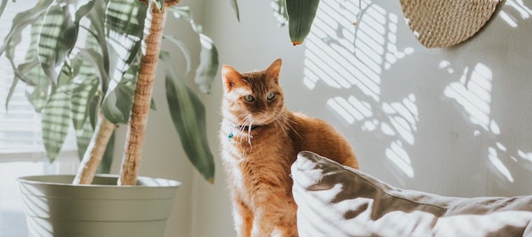 12 Houseplants Safe for Cats