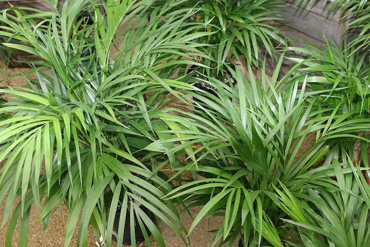 Areca palm - houseplants safe for cats